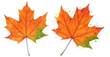 Fototapeta premium A maple leaf with splashes of orange, red, and green blending seamlessly, giving it a painted artistic look on a white backdrop