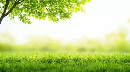 A serene landscape featuring lush green grass and vibrant leaves under soft sunlight, creating a peaceful and refreshing environment for relaxation and nature appreciation.