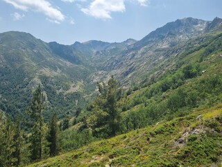 Obraz premium vegetation and plants at monte renoso, corsica