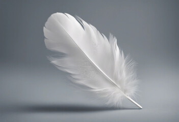Obraz premium White feather