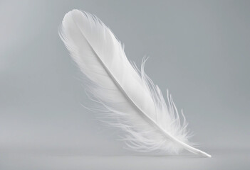 Obraz premium White feather