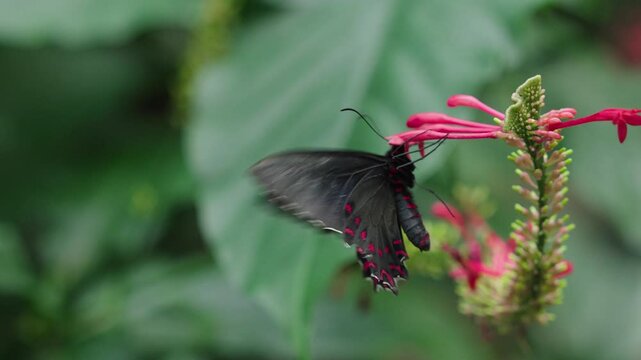 Parides photinus butterfly collecting nectar from Odontonema Plant against green blurred background