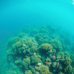 generative ai image of a living ecosystem thriving beneath the ocean's surface, full of life and color