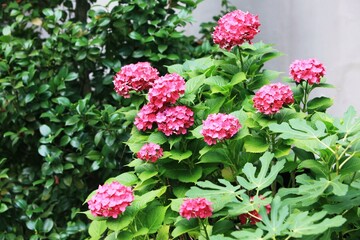 여름꽃, 빨간색 수국의 개화