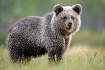 Fototapeta premium Brown bear cub in the autumn scenery