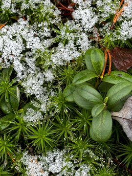 Snow-Dusted Moss and Green Leaves
