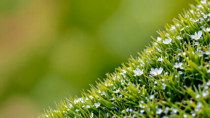 close up of green grass in the grass
