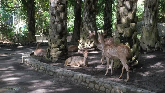 Portrait of Sambar deer walking in a park in tropical climate. Beautiful brown deer with small antlers resting in a zoo on a free range. Wildlife protection.