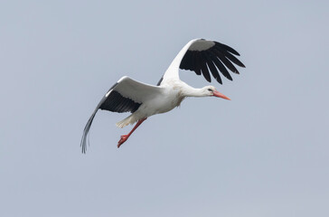 white stork Ciconia Ciconia in a swamp in Camargue, Southern France