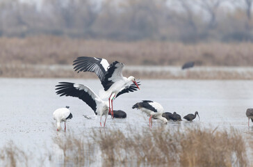 white stork Ciconia Ciconia in a swamp in Camargue, Southern France