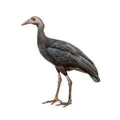 Fototapeta premium Striking Grey-Headed Swamphen Profile 