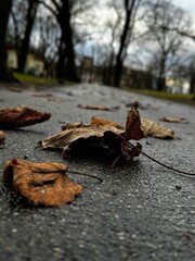 The last autumn leaves on the asphalt
