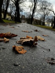 Autumn, fallen leaves in the park