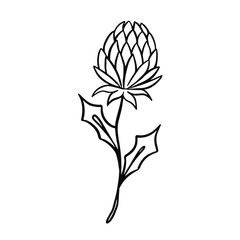 black and white line clover flower hand drawn illustration vector