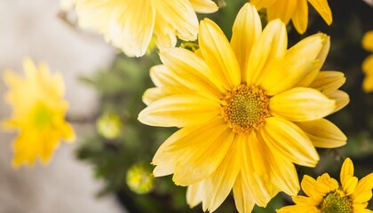 Beautiful Blooming Flowers in Spring with Vibrant Colors and a Soft Background