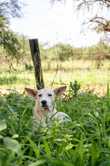 A dog resting on the grass in the lawn under a tree shade 