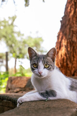 A cat resting on the pavement under shade on a warm summer day 