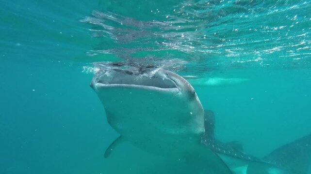 Whale Shark in the Philippines