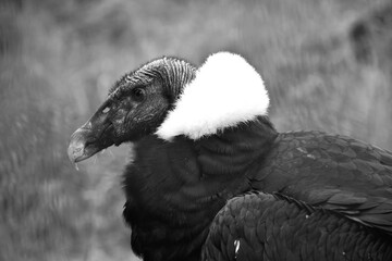 Condor des Andes en noir et blanc