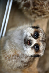 Suricate en contre plongée