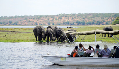 African elephants in a national park