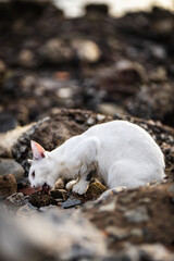 cat eating raw fish on a rocky sea shore
