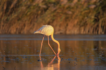 Greater Flamingo Phoenicopterus roseus from Camargue, southern France