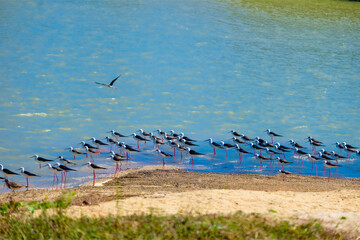 seagulls on the beach