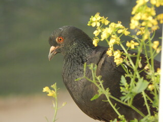bird in the grass