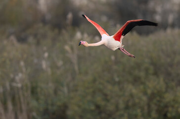 Greater Flamingo Phoenicopterus roseus from Camargue, southern France
