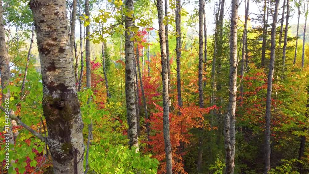 Poster sunlight filters through colorful leaves of birch and maple trees, creating mesmerizing display of a