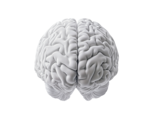 3d model of a human brain isolated over transparent background