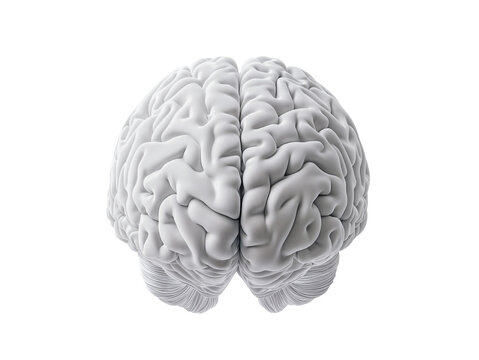 3d model of a human brain isolated over transparent background - Powered by Adobe