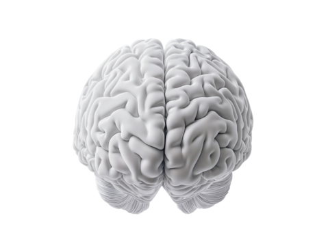3d model of a human brain isolated over transparent background