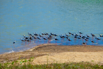 seagulls on the beach