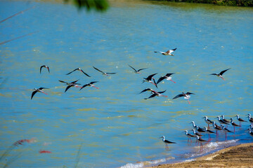 flock of seagulls