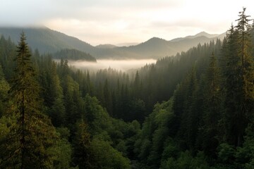 Obraz premium Serene morning mist envelops lush mountains and evergreen forests in tranquil landscape view