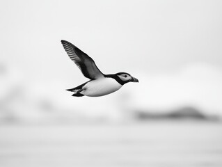 Obraz premium A black and white image of a bird in flight, showcasing its wings spread and graceful movement against a blurred background.