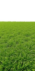 Obraz premium Vibrant green artificial turf square, isolated on white, outdoor, vector, recreation