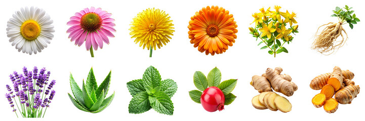 Various medicinal herbs and flowers isolated on transparent background. Includes chamomile, echinacea, lavender, ginseng, and turmeric in PNG collection