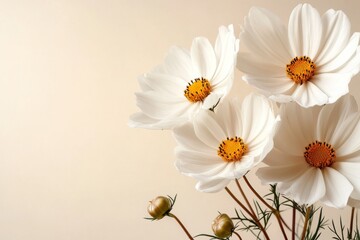 Fototapeta premium Beautiful white cosmos flowers with bright yellow center displayed against a soft beige background