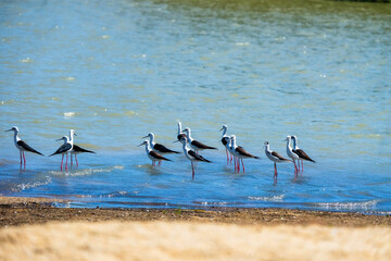 flock of seagulls