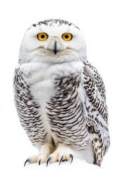 Obraz premium Majestic Snowy Owl on White Background