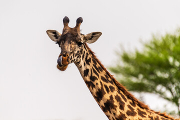 Close-up of Masai Giraffe - Giraffa tippelskirchi- feeding off acacia trees in the Serengeti, Tanzania
