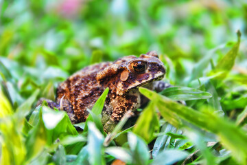 Ferguson's toad (Bufo fergusonii) in past Schneider's (dwarf) toad (Duttaphrynus scaber) amphibian