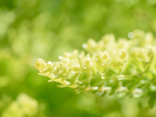 ネフロレピス スコッチモスのクローズアップ12