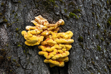 The Laetiporus Sulphureus, Sulphur Polypore is a species bracket of fungus (fungi that grow on trees). Due to its taste, this mushroom has been called the Chicken Polypore and Chicken-of-the-woods.