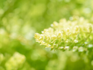 ネフロレピス スコッチモスのクローズアップ17