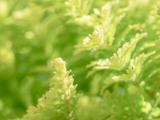 ネフロレピス スコッチモスのクローズアップ04