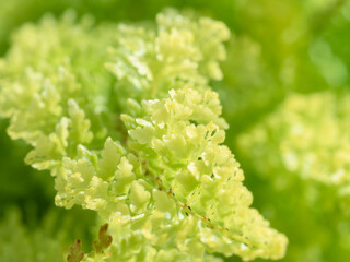 ネフロレピス スコッチモスのクローズアップ19